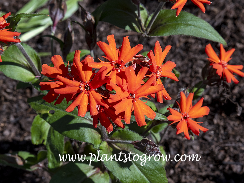 Vesuvius Maltese Cross (Lychnis x arkwrightii) 
(May 30)